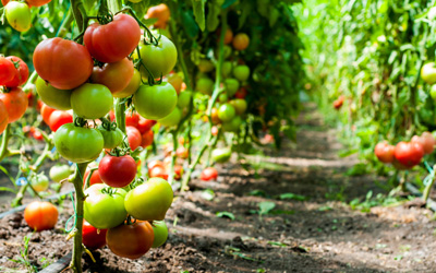 Fruits and Vegetables